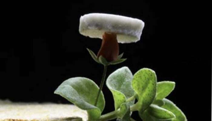 Aerogel de plata: un material tan liviano como el aire que sirve de aislante