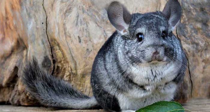 Chile: Chinchillas chilenas impiden que la sudafricana Gold Fields acceda a 3,5 millones de onzas de oro