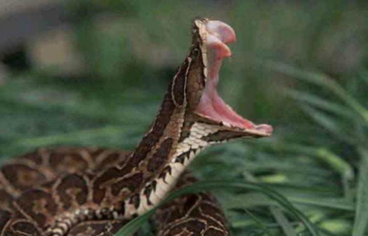 Cuestión de fe: El modelo del FMI beneficia a una minoría rentista y parasitaria