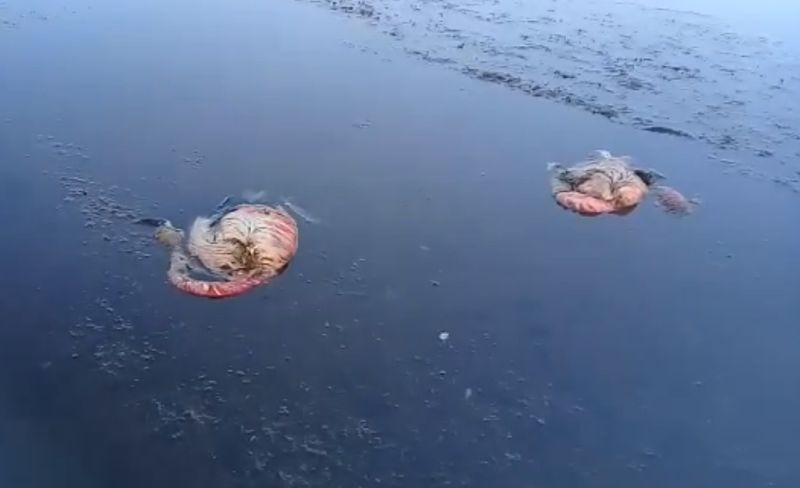 Jujuy: desmienten que la minería haya tenido que ver con la mortandad de flamencos en la Laguna de Pozuelos