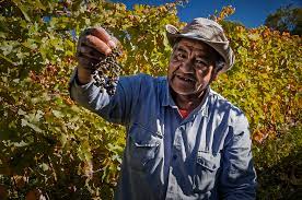 Increíble pero real/Vino que no has de beber: un productor catamarqueño dijo que el litio "matará" a la vitivinicultura en la provincia