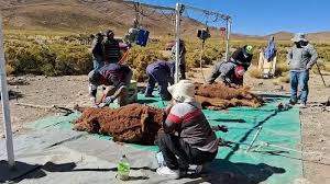Jujuy: Mina Pirquitas impulsa un plan económico con identidad (llamas, cultura y producción en la Puna jujeña) Jujuy: Mina Pirquitas impulsa un plan económico con identidad (llamas, cultura y producción en la Puna jujeña)