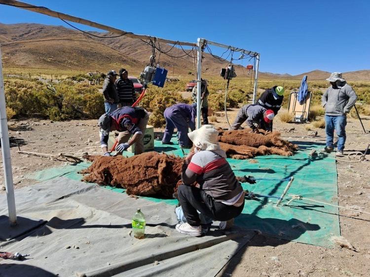 Jujuy/SSR Mining puna: alianza estratégica que potencializa una milenaria actividad cultural con los pueblos originarios Jujuy/SSR Mining puna: alianza estratégica que potencializa una milenaria actividad cultural con los pueblos originarios