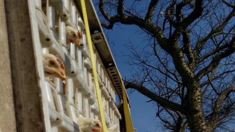 Catamarca: Siete mil gallinas ponedoras llegaron a la provincia para formar polos avícolas