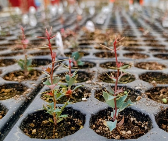 Un simple esqueje de calafate puede sintetizar una discusión estratégica para el futuro minero de Santa Cruz.