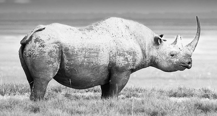 Namibia:  Una minera dona parte de su producción anual de oro para salvar a los rinocerontes